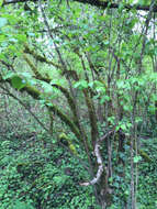 Sivun Viburnum ellipticum Hook. kuva