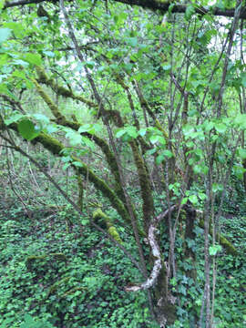 Image of common viburnum