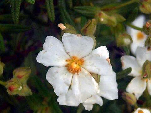 Imagem de Cistus monspeliensis L.