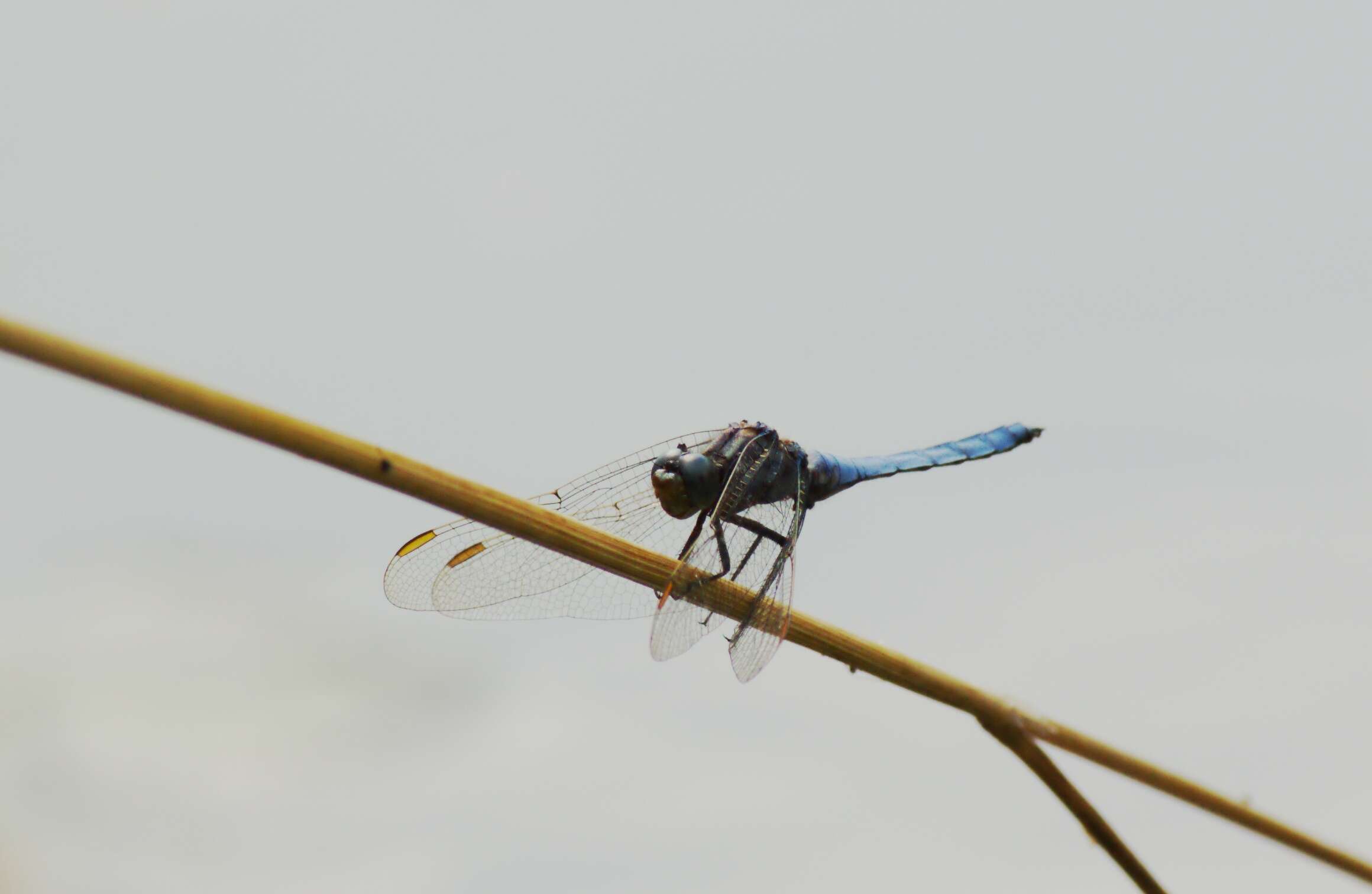 Image of Keeled Skimmer