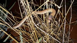 Image of Western hooded scaly-foot