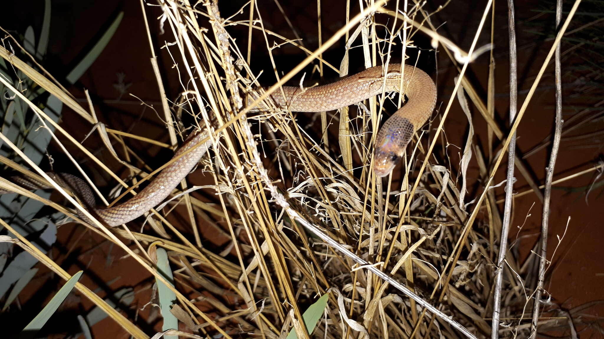 Image de Pygopus nigriceps (Fischer 1882)