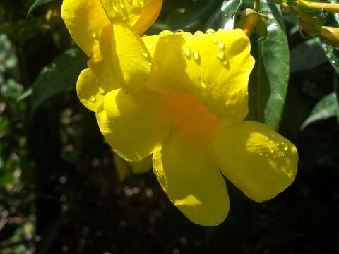 Image of golden trumpet