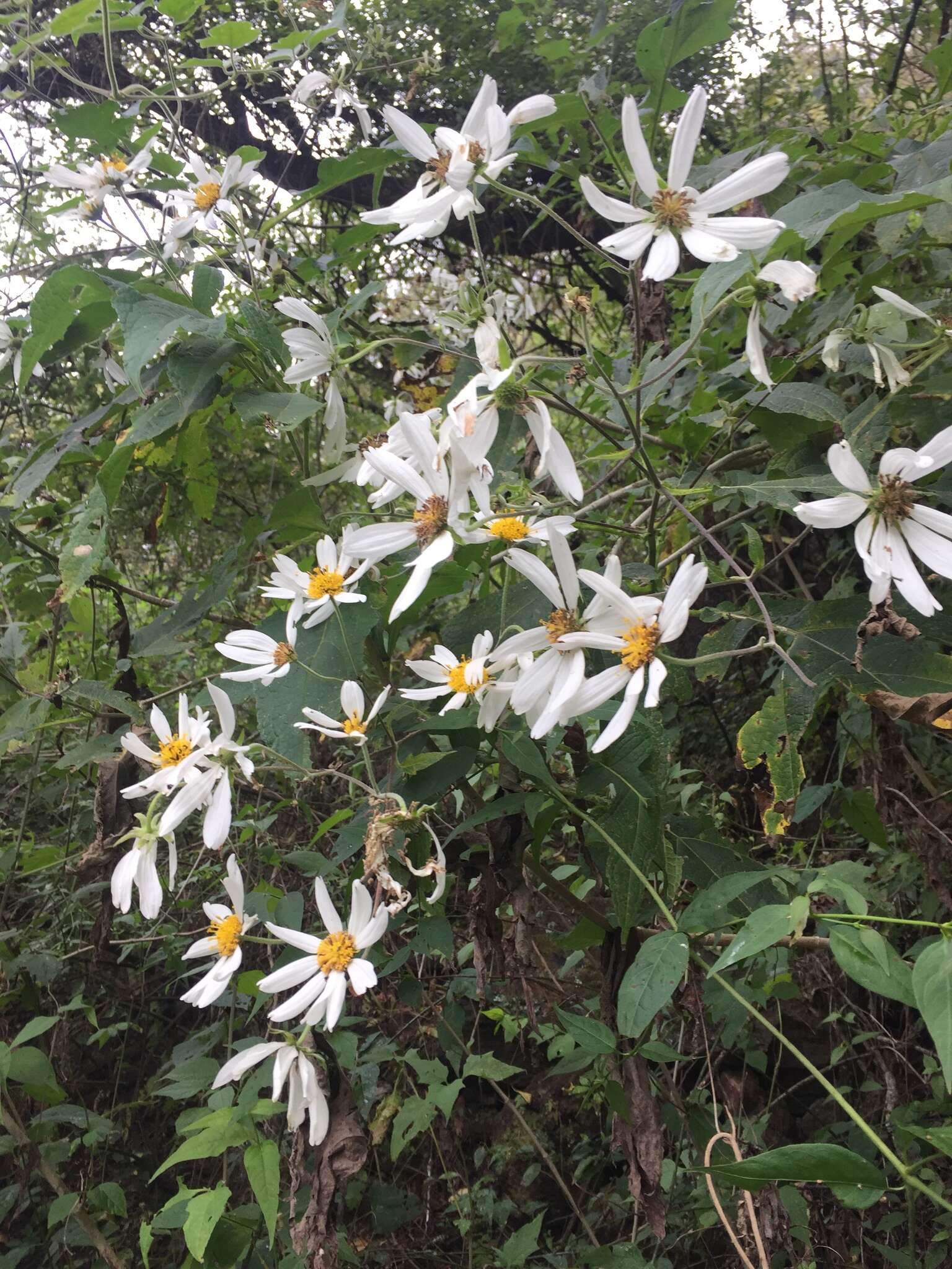 Image of Daisy tree