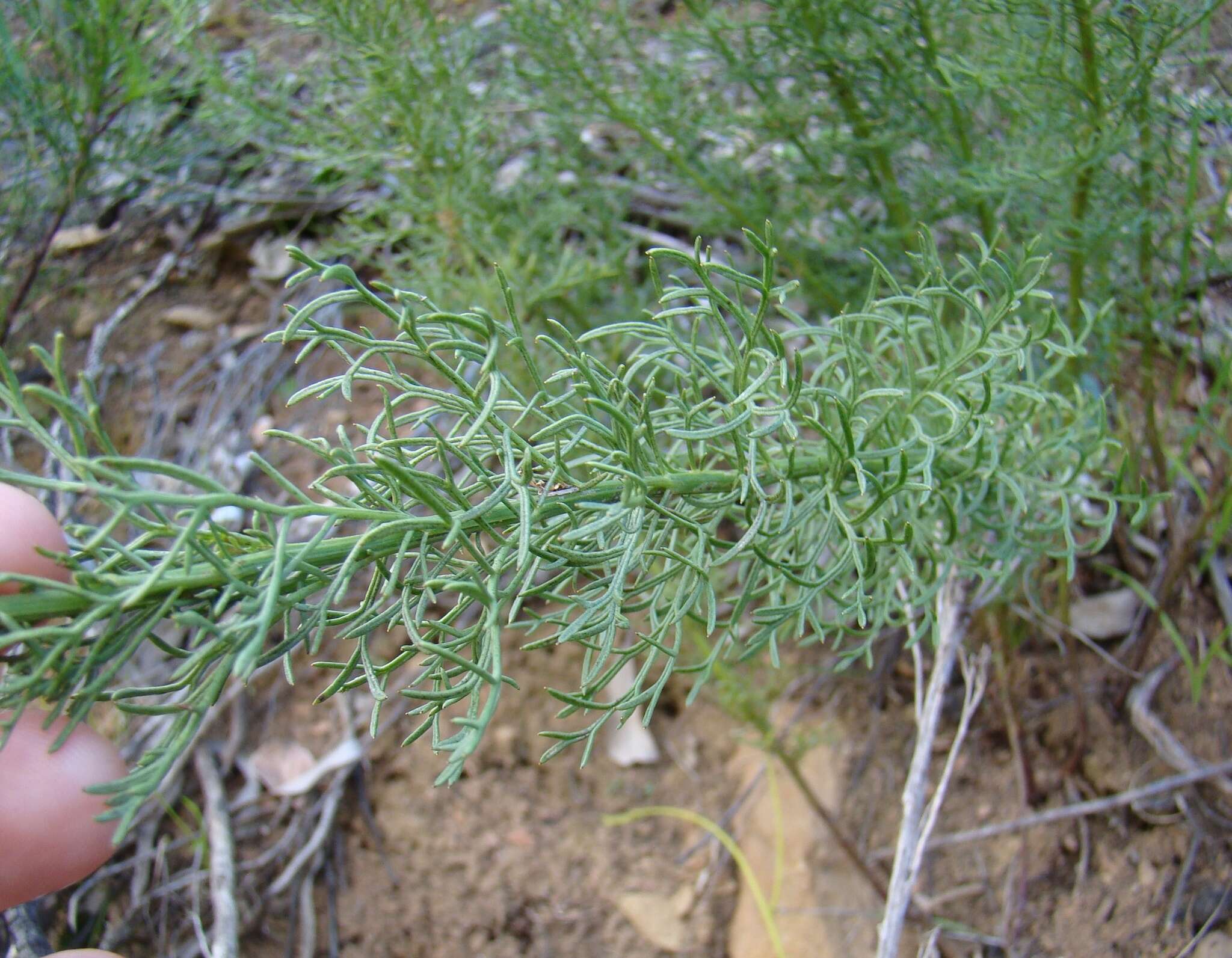 Plancia ëd Senecio bipinnatus (Thunb.) Less.