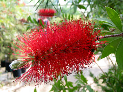 صورة Callistemon citrinus (Curtis) Skeels