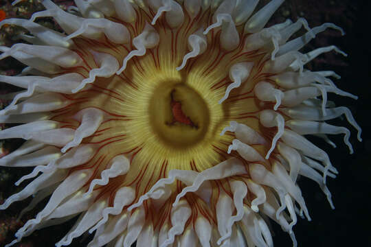 Image of Fish-eating anemone