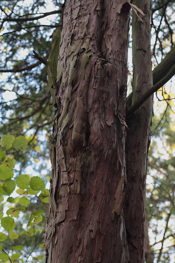 Image of English yew