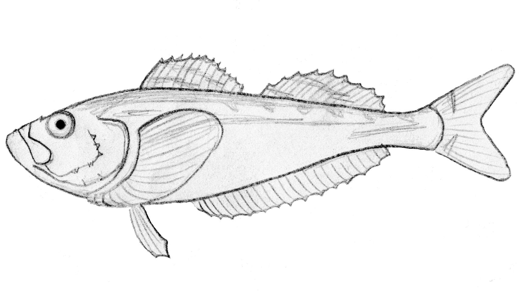 Image of Trichodon