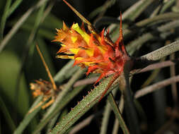 Image of Acanthostachys strobilacea (Schult. & Schult. fil.) Klotzsch