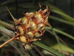 Image of Acanthostachys strobilacea (Schult. & Schult. fil.) Klotzsch