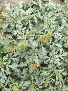 Image of silver bur ragweed