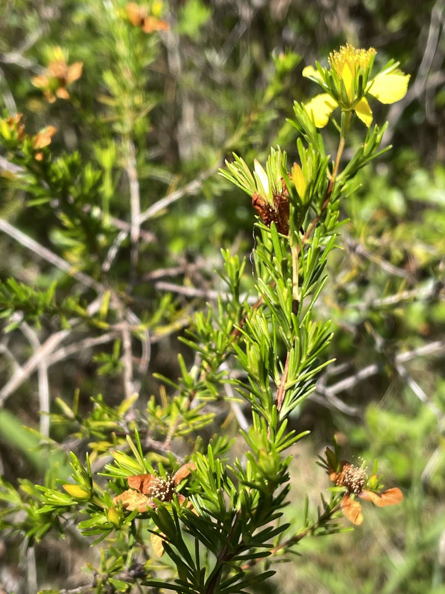 Image of Apalachicola St. John's-Wort