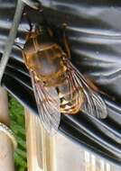 Image of dark giant horsefly