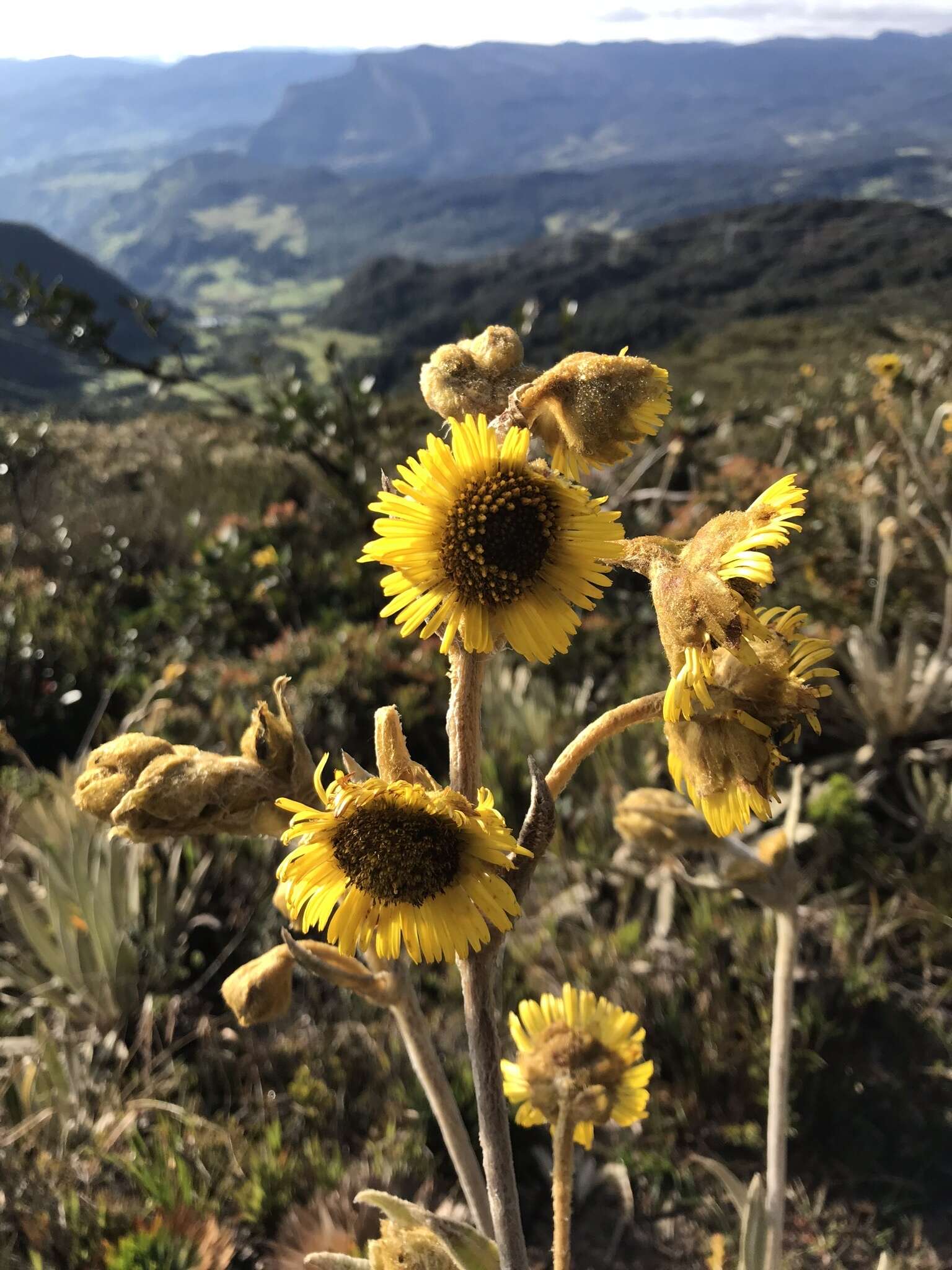 Image of Espeletia grandiflora Humb. & Bonpl.