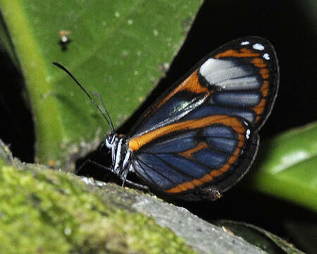 Image of Ithomia terra Hewitson 1852