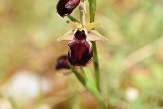 Image of Ophrys sphegodes subsp. helenae (Renz) Soó & D. M. Moore