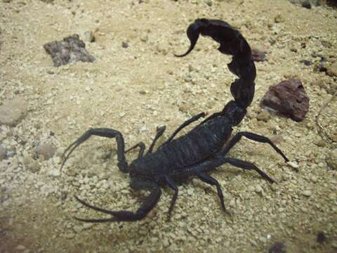 Image of Black fat–tailed scorpion