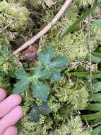 Image of Pacific blacksnakeroot