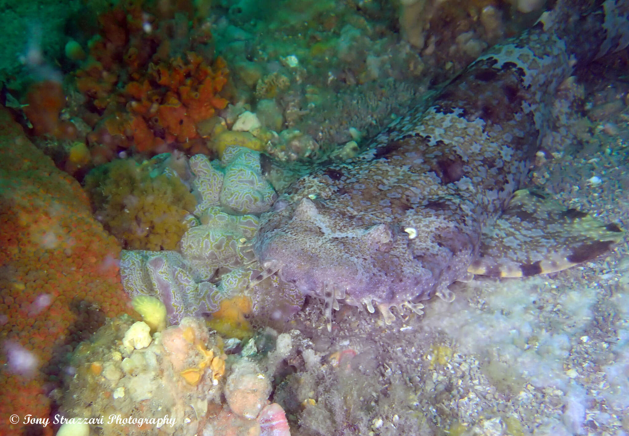 Image of Ornate Wobbegong