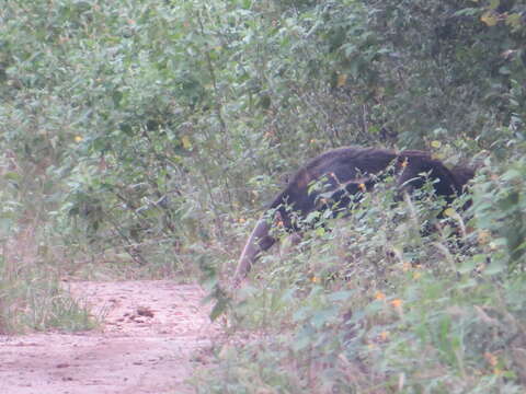 Image of Giant anteaters