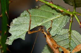 Image of giant stick insect