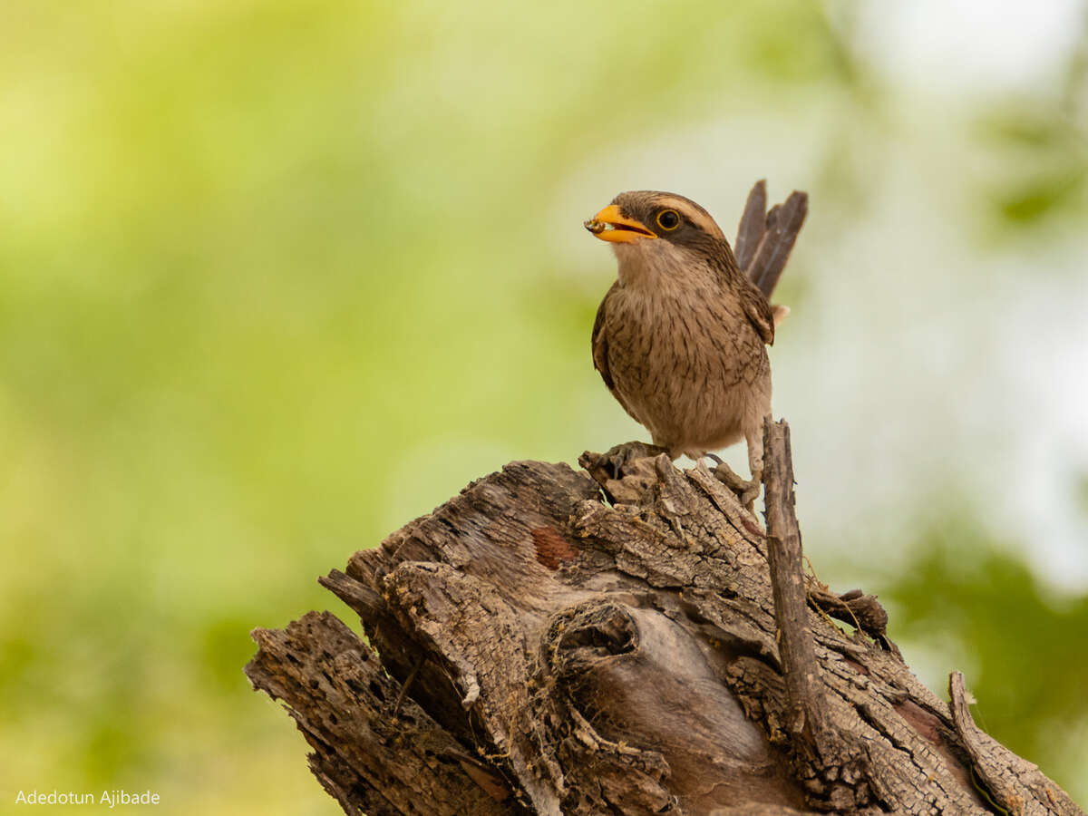 Image of Lanius corvinus