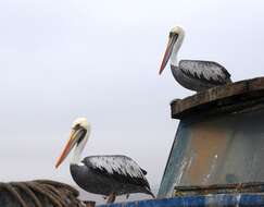 Image of Peruvian Pelican