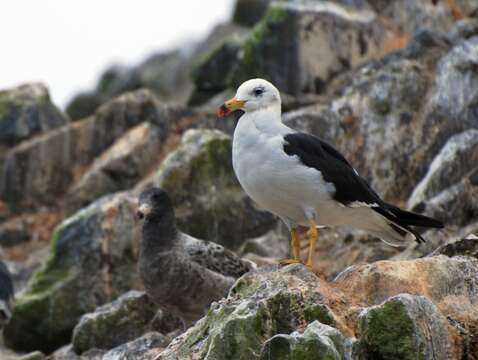 Image of Belcher's Gull