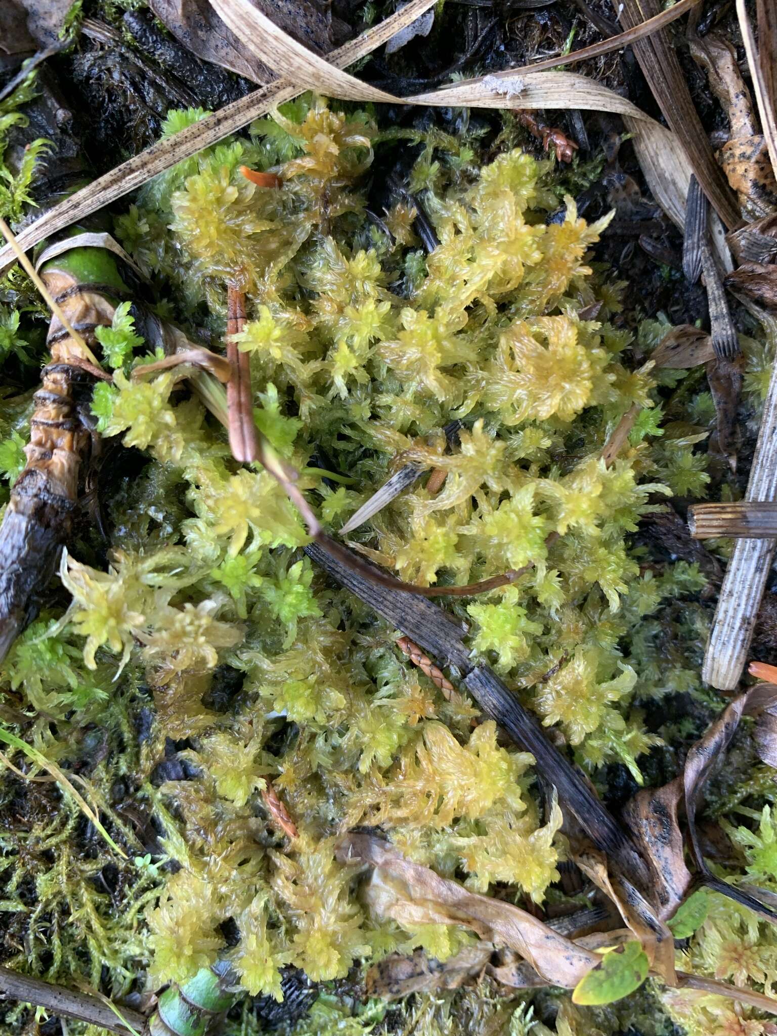 Image de <i>Sphagnum miyabeanum</i>