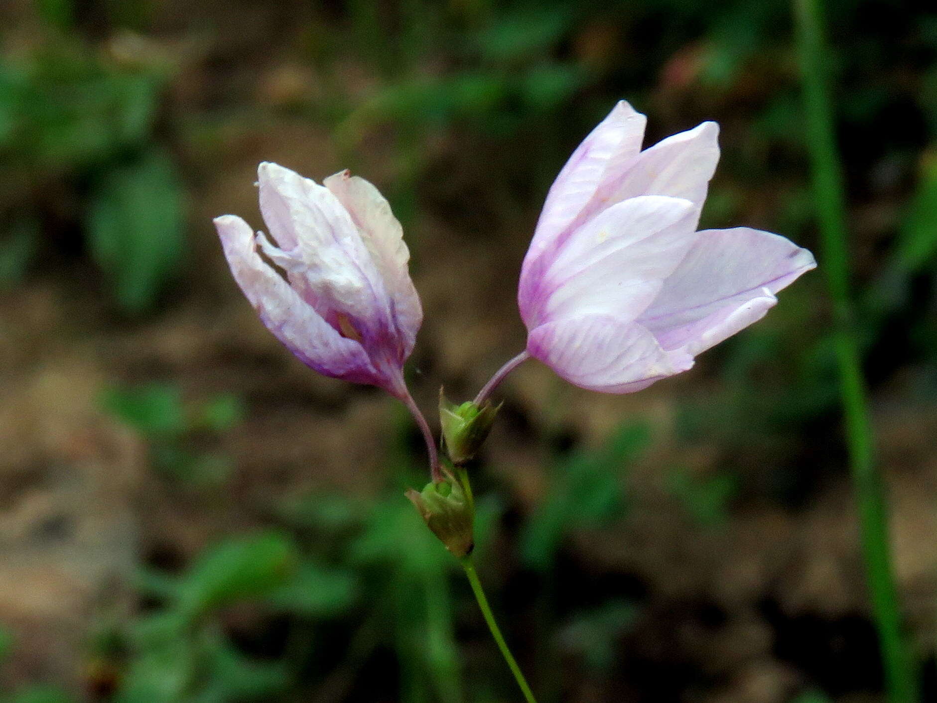 Image de Ixia micrandra Baker