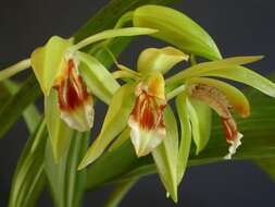 Image of Coelogyne fuerstenbergiana Schltr.