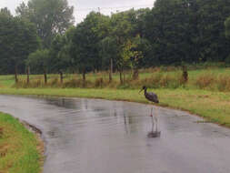 Image of Black Stork