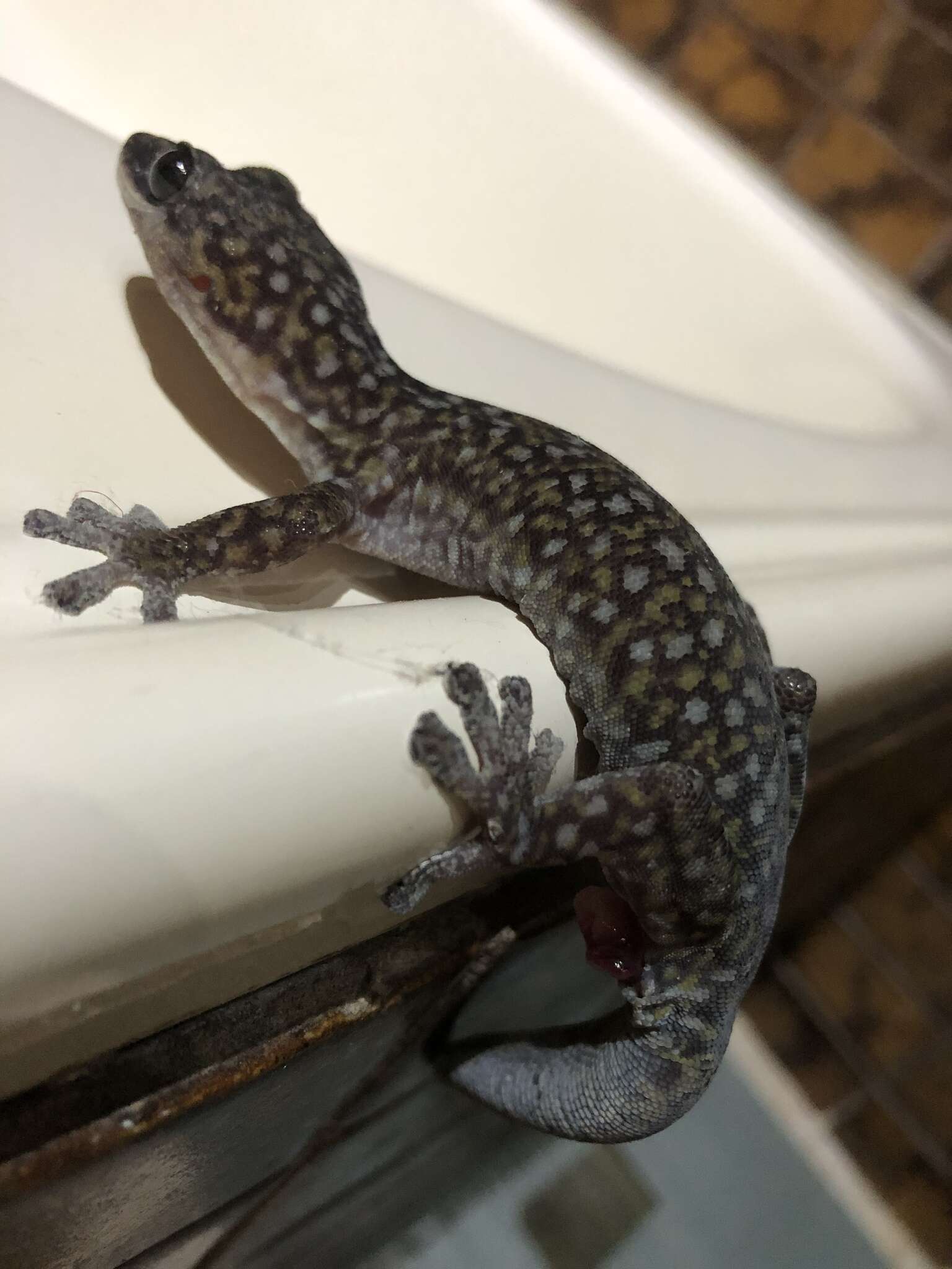 Image of Southern Spotted Velvet Gecko