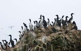 Image of Guanay Cormorant