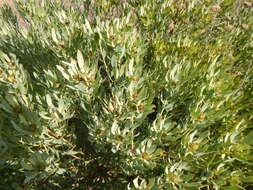 Image of Leucadendron loranthifolium (Salisb. ex Knight) I. Williams