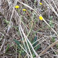 Image of Rusby's hawkweed