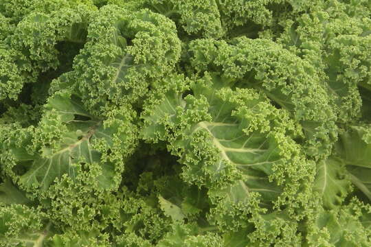 Image of white cabbage