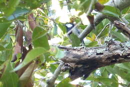 Imagem de Parus cinereus stupae Koelz 1939