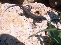 Image of Lilford's Wall Lizard