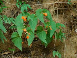 Image of Begonia cinnabarina Hook.