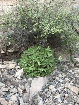 Image of Dionysia mira Wendelbo