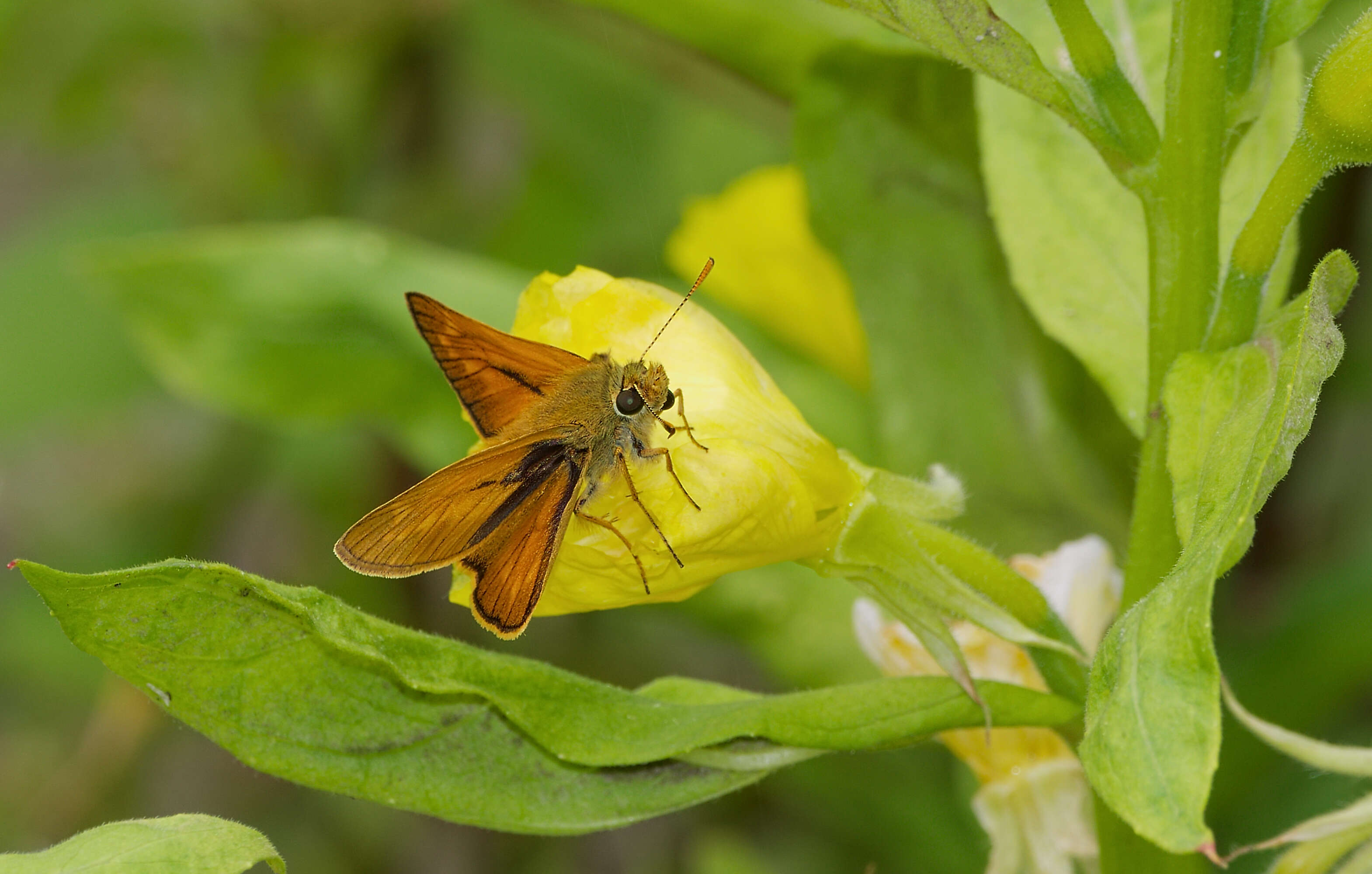 Image of Ochlodes sylvanus