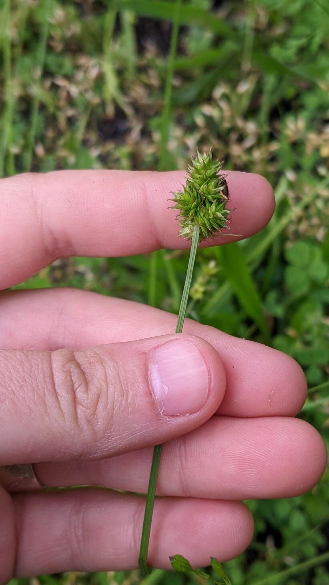 Image of Leavenworth's sedge