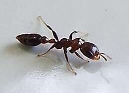 Image of Pseudomyrmex ejectus (Smith 1858)