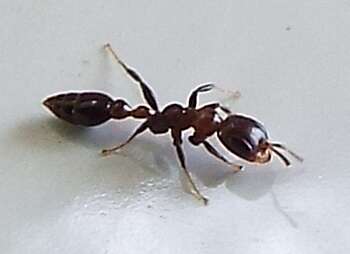 Image of Pseudomyrmex ejectus (Smith 1858)