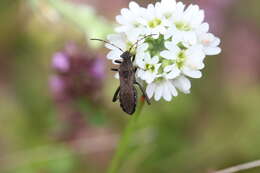 Image of Redbacked broad-headed bug