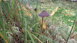 Image of Mycena megaspora Kauffman 1933