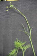 Image of Lomatocarum alpinum (M. Bieb.) Fisch. & C. A. Mey.