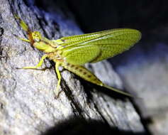 Image of Hexagenia Mayfly